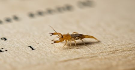 Polskie skorpiony. Do złudzenia przypominają te prawdziwe