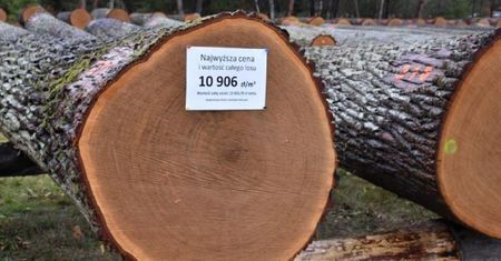 Leśnicy wystawili na sprzedaż najcenniejsze drewno z Lubelszczyzny. Większość kupili lokalni przedsiębiorcy