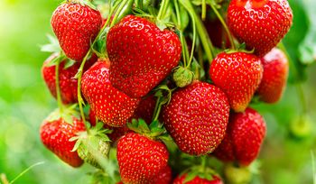 Jak nawozić truskawki wiosną? Sekret słodkich i obfitych zbiorów