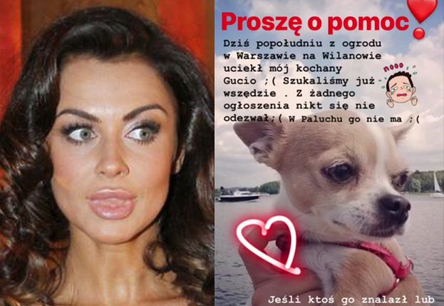 Natalia Siwiec ZGUBIŁA PSA! "Z ogrodu na Wilanowie uciekł MÓJ KOCHANY GUCIO!"