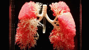 Płuca z hodowli działają! 1