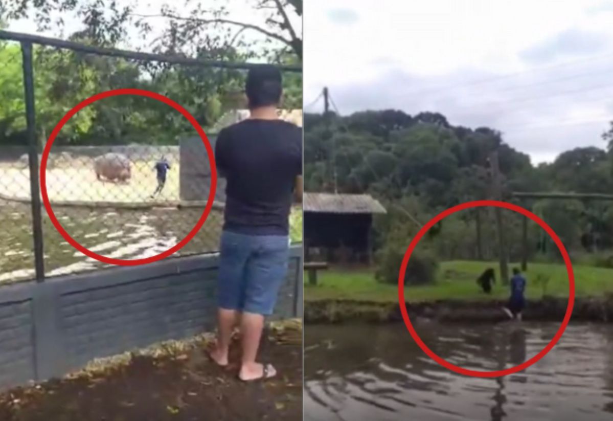 The man jumped into the hippopotamus and monkey enclosure.