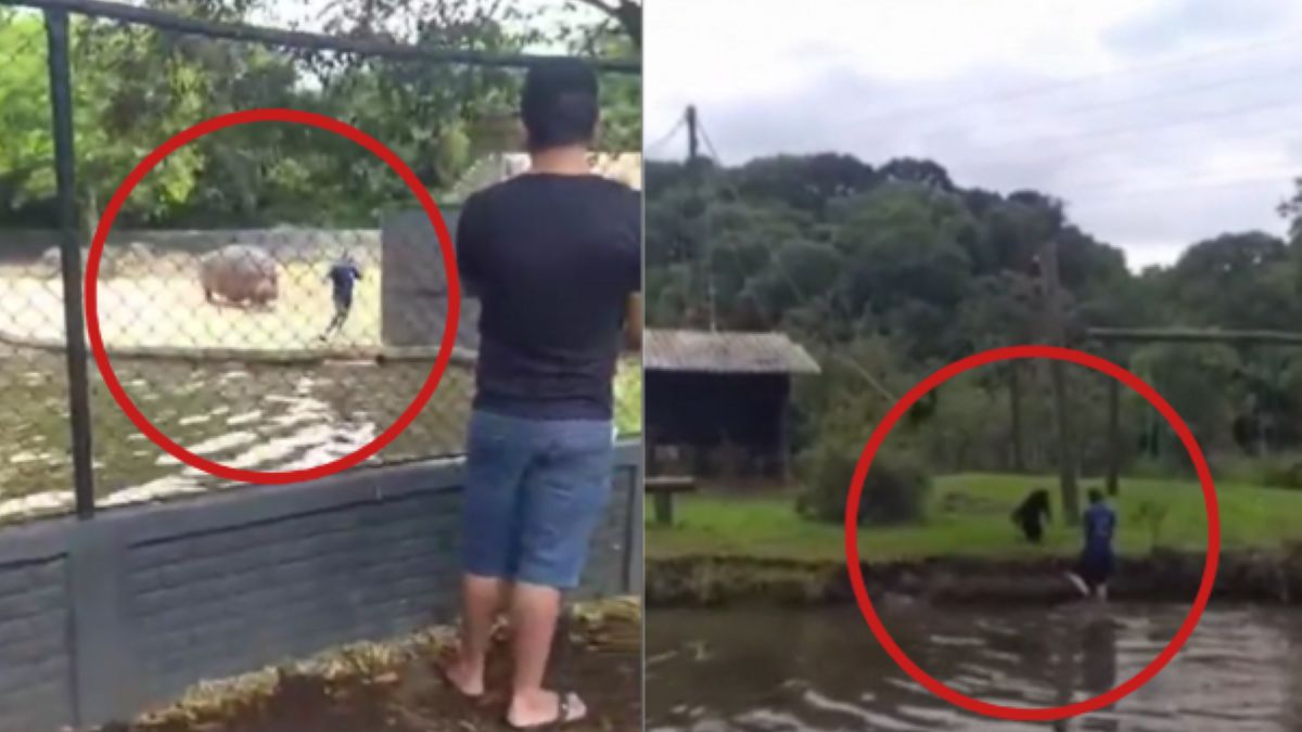 Mężczyzna wskoczył na wybieg hipopotamów i małp