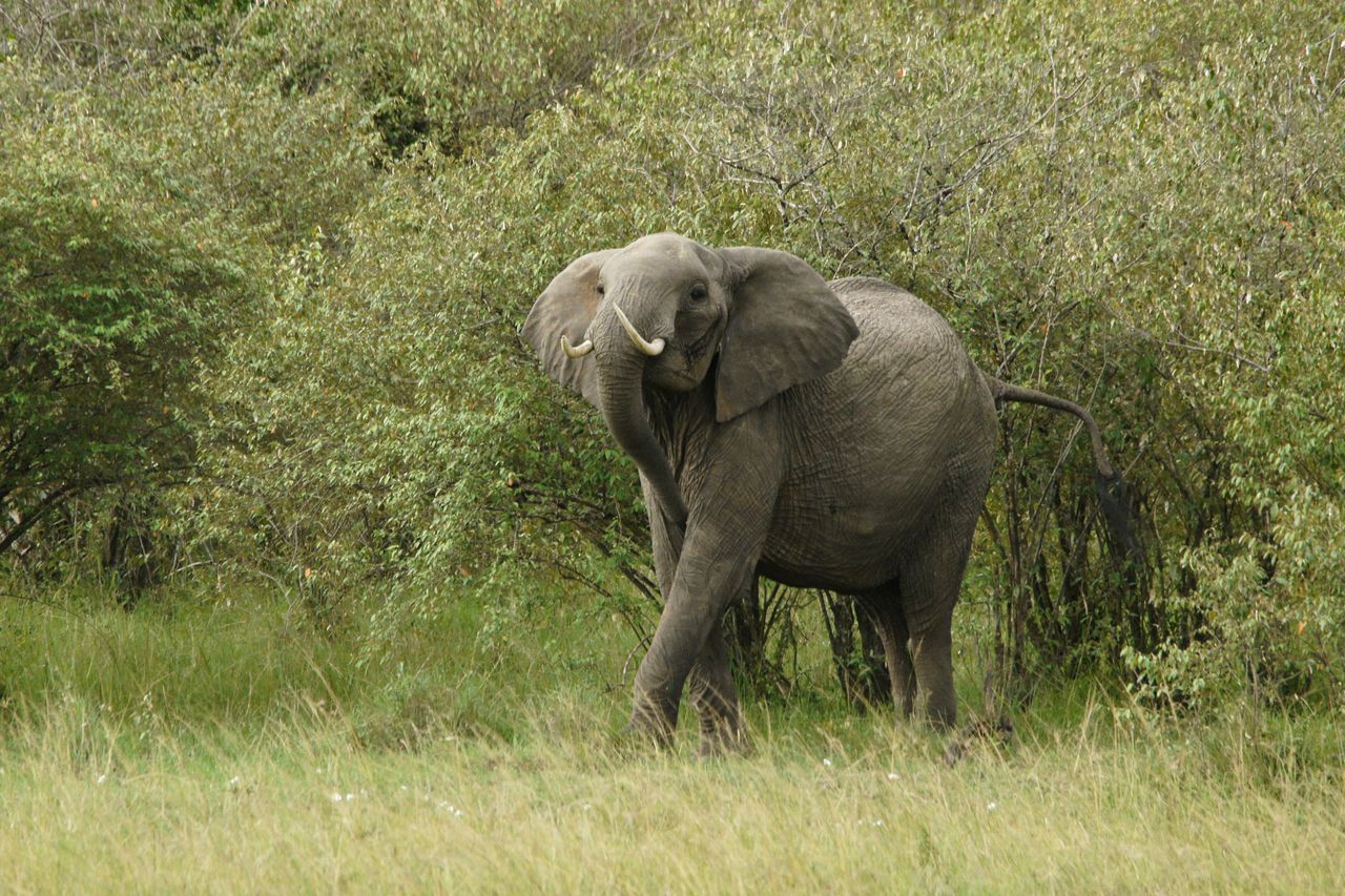Słoń terroryzuje indyjskie wsie. Bilans ofiar jest tragiczny