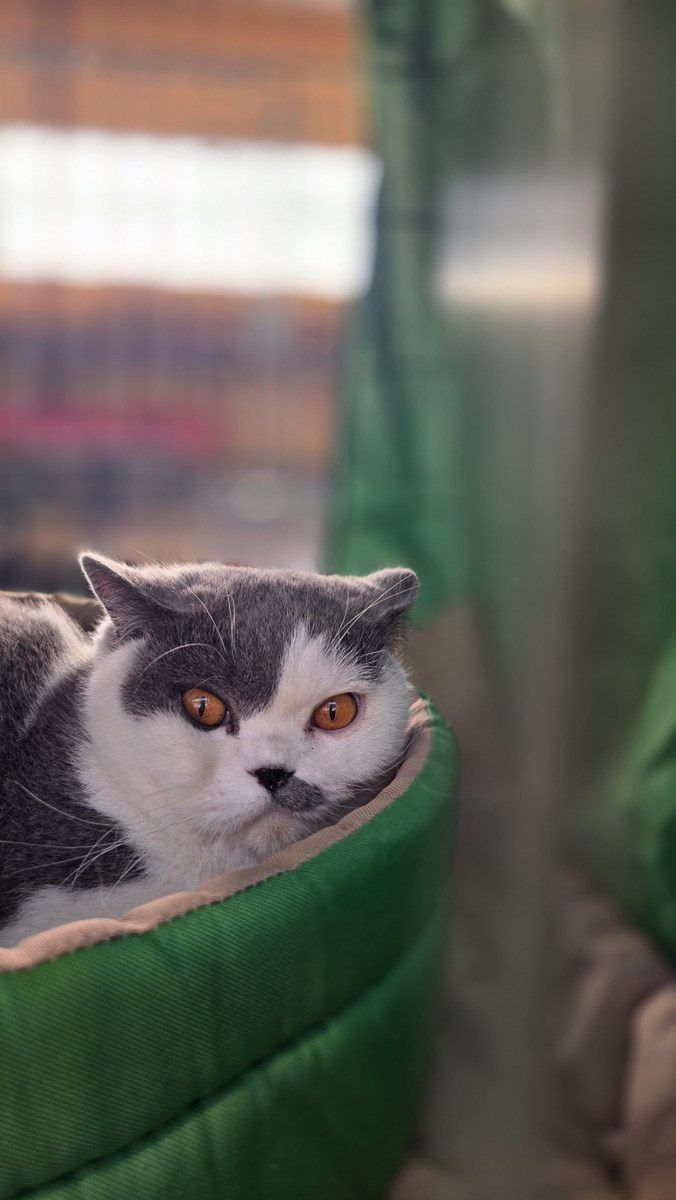 Międzynarodowa Wystawa Kotów Rasowych Federacji WCF w Piekarach Śląskich