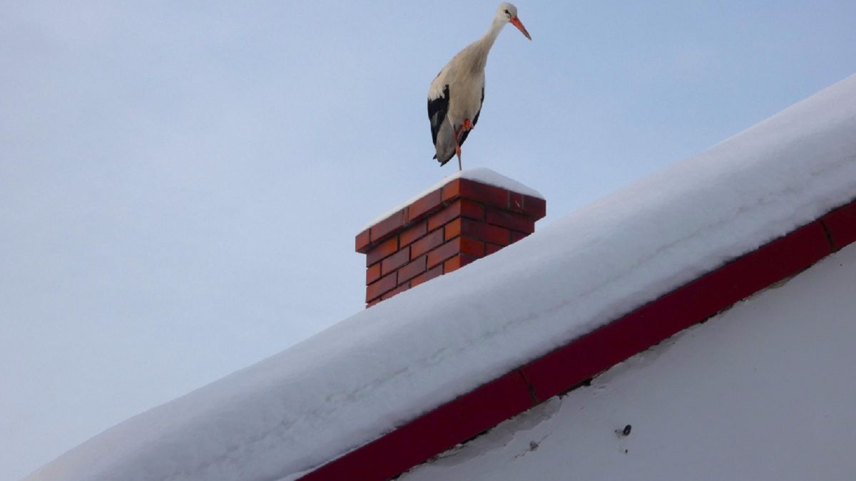 Bocian nie odleciał na zimę. Wielkie poruszenie w komentarzach 