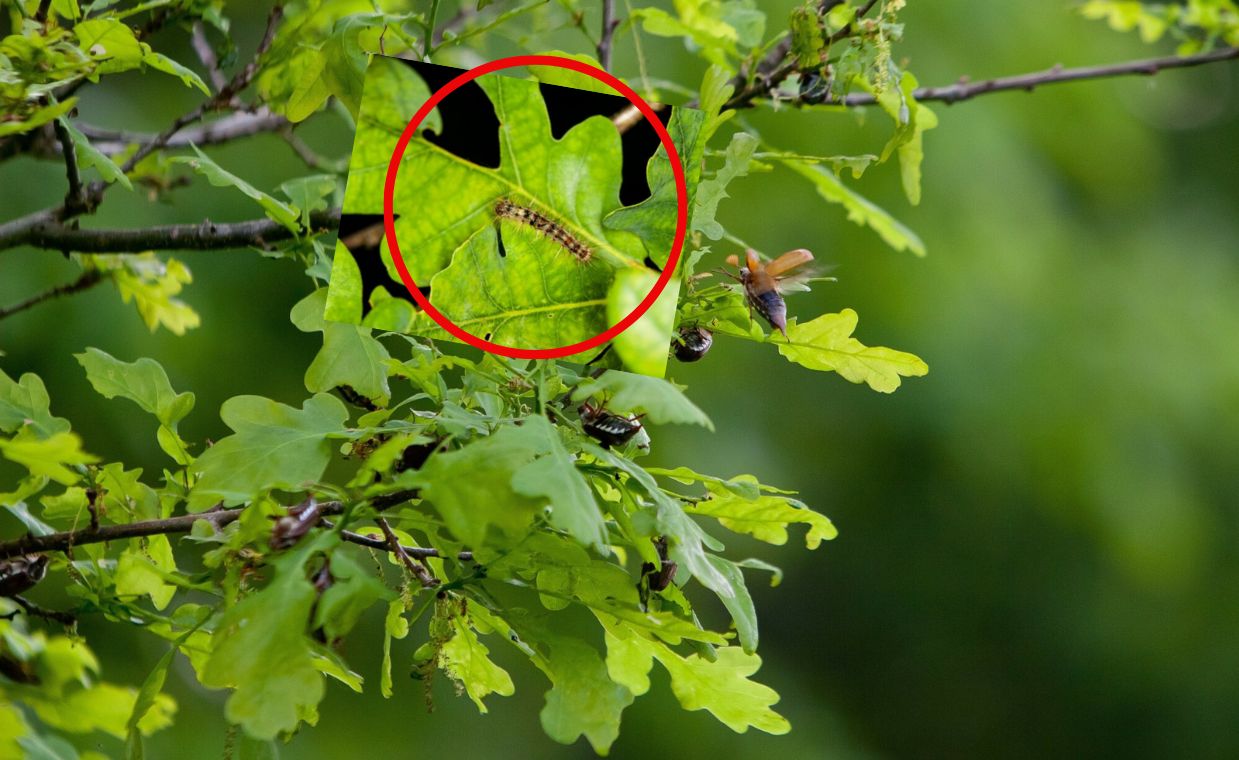 Poparzona kobieta w Poznaniu. Ostrzeżenie przed groźną gąsienicą