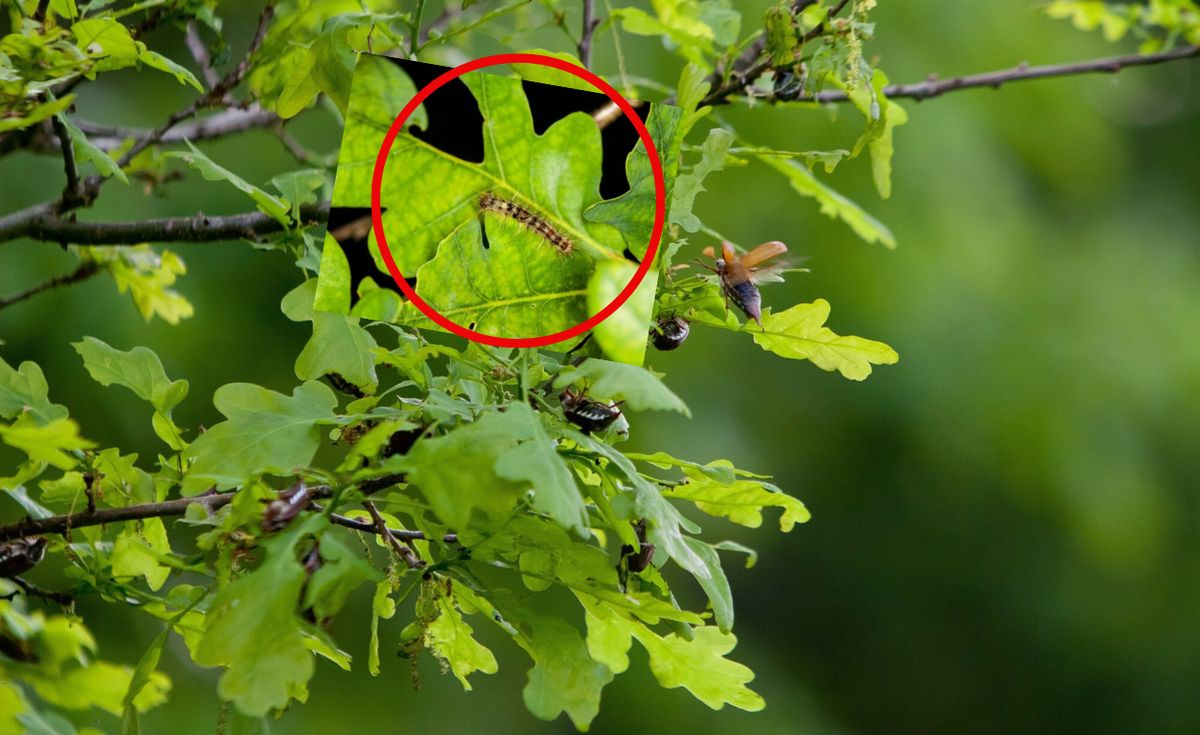 las, gąsienica, ostrzeżenie, poparzenie Poparzona kobieta w Poznaniu. Ostrzeżenie przed groźną gąsienicą