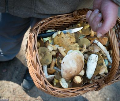 Rekordowy wysyp w lasach. W tych regionach jest najwięcej grzybów