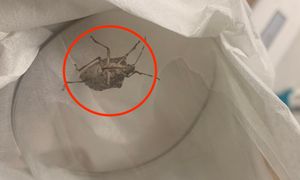 Wkrada się do mieszkań na potęgę. Pod żadnym pozorem go nie dotykaj