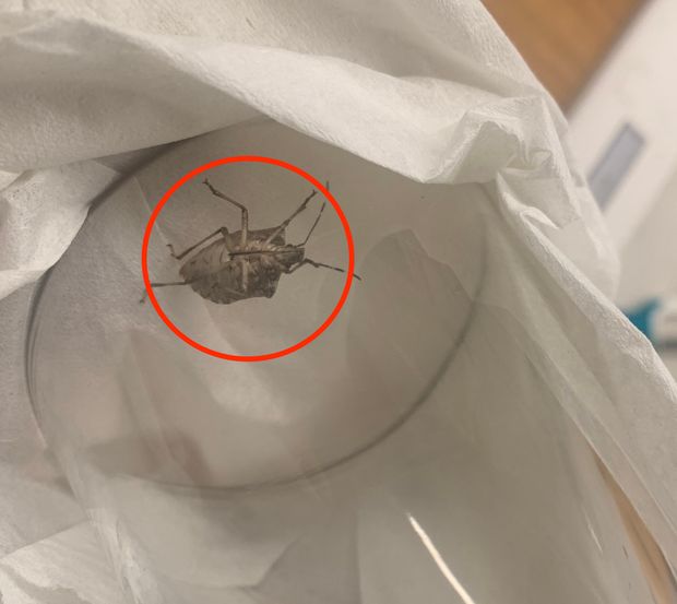 Wkrada się do mieszkań. Pod żadnym pozorem go nie dotykaj