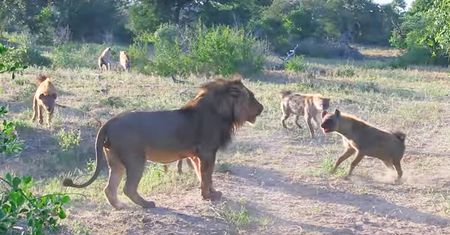 Głodne hieny kontra lew. Niezwykły moment uchwycony na safari