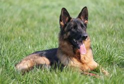 Sąd wydał wyrok: Fado zakłóca spokój sąsiada