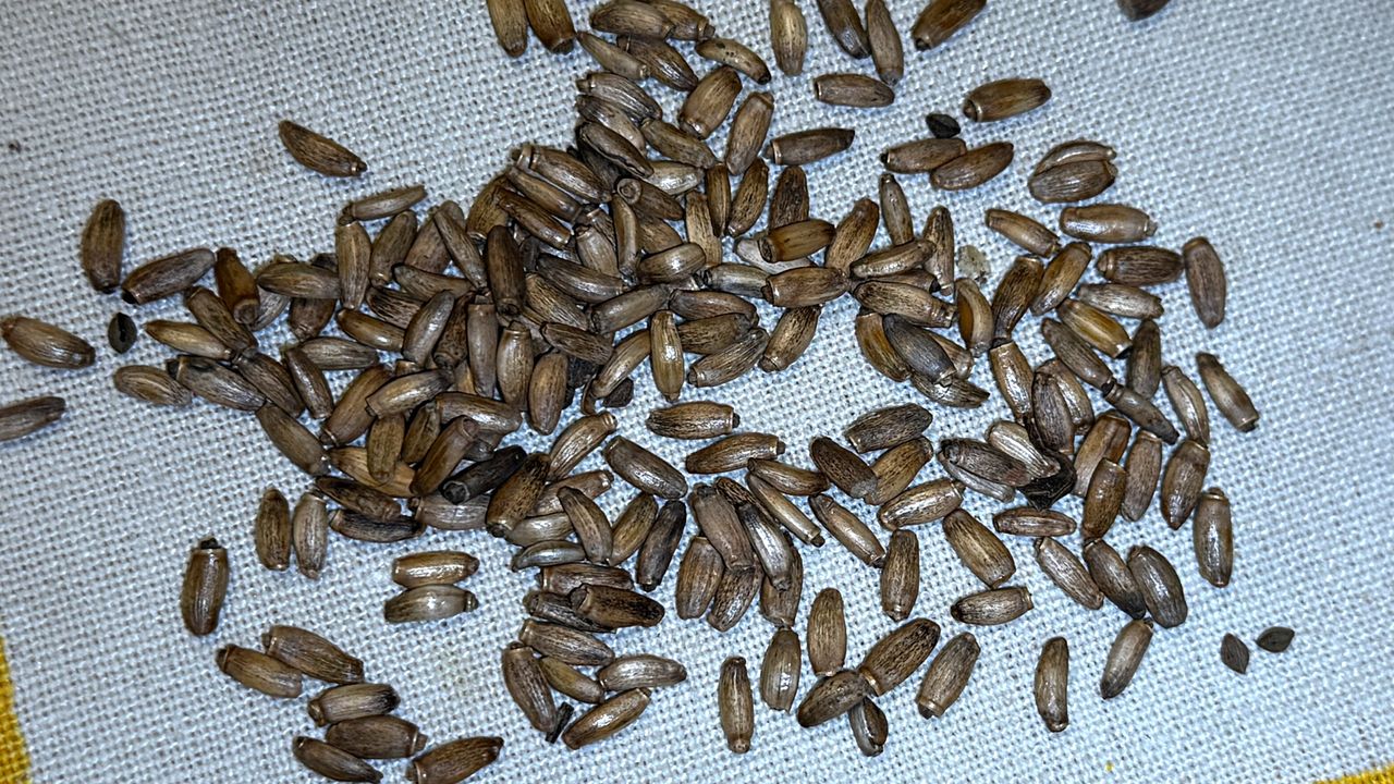 Czy ostropest plamisty naprawdę "oczyszcza" wątrobę?