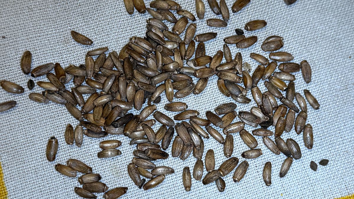 Ostropest plamisty nie "oczyszcza" wątroby w dosłownym sensie, ponieważ ten narząd wykonuje swoje zadania samodzielnie i na bieżąco.