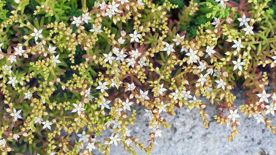 Rozchodnik biały - sedum album -  jest mniej popularny niż żółty, ale jego uprawa i pielęgnacja nie są droższe.