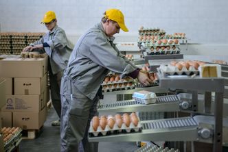 "Polskie jajka eliminowane z półek". Branża bije na alarm