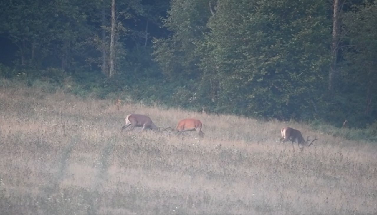 Nastały zimne poranki i zaczęło się w lasach. Nagranie z Podkarpacia