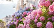 Hortensja zachwyci wiosną. Będzie uginać się od kwiatów