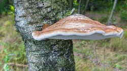 Białoporek brzozowy (huba brzozowa) - skład, właściwości, zastosowanie