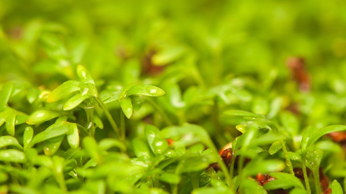 Rzeżucha - najtańszy supelment diety