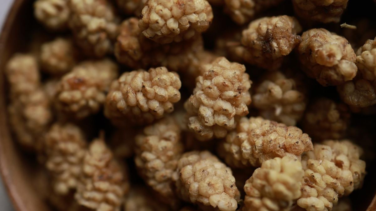 Morwa biała ma wpływ na obniżenie cukru