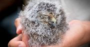 Australijskie sowy mogą zostać uratowane. Przełom w odtworzeniu populacji rzadkiego gatunku