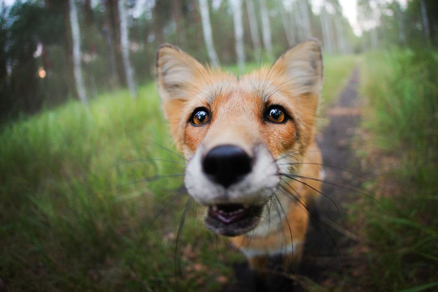 Od pupili do dzikich zwierząt. Iza Łysoń fotografuje piękną lisicę, a jej zdjęcia podbijają internet 11