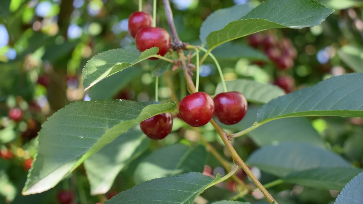 Liście wiśni mogą opóźniać procesy starzenia