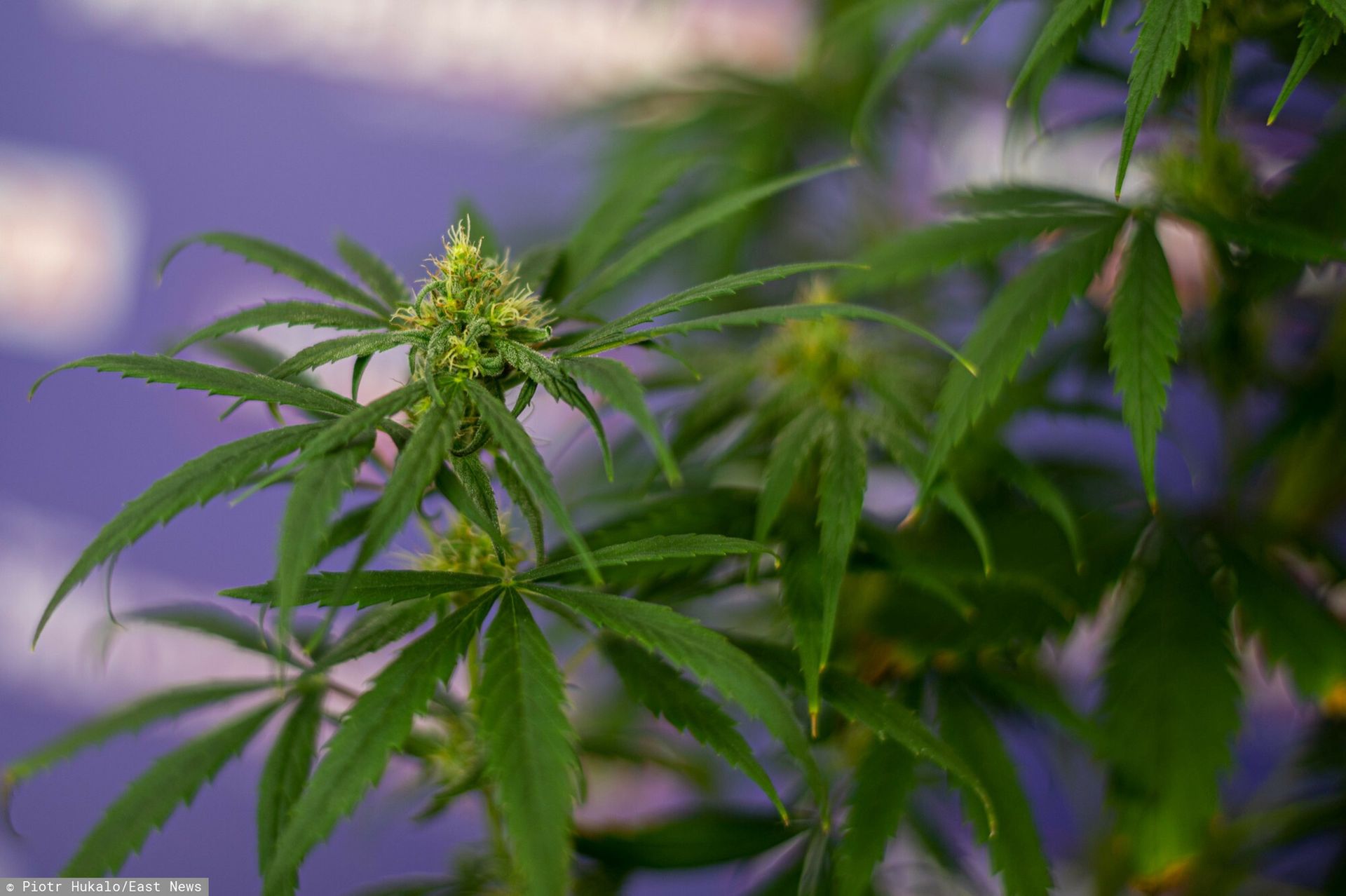 wiadomości,aktualności,WP Wiadomości Rząd BiH podjął decyzję o legalizacji konopi. Jest jeden warunek