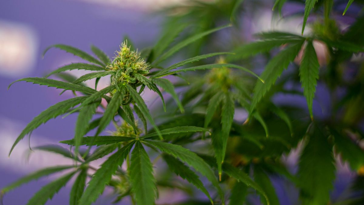 Zdecydowano o legalizacji konopi indyjskich w celach medycznych.