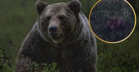 Nie taki straszny. Niedźwiedź w Tatrach przyłapany na podjadaniu czereśni