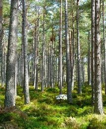 Będzie kolejna awantura o Lasy Państwowe? Senatorowie PO chcą poprzeć PiS