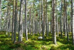 Będzie kolejna awantura o Lasy Państwowe? Senatorowie PO chcą poprzeć PiS