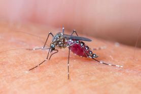 Jak uchronić się przed atakiem komarów (WIDEO)