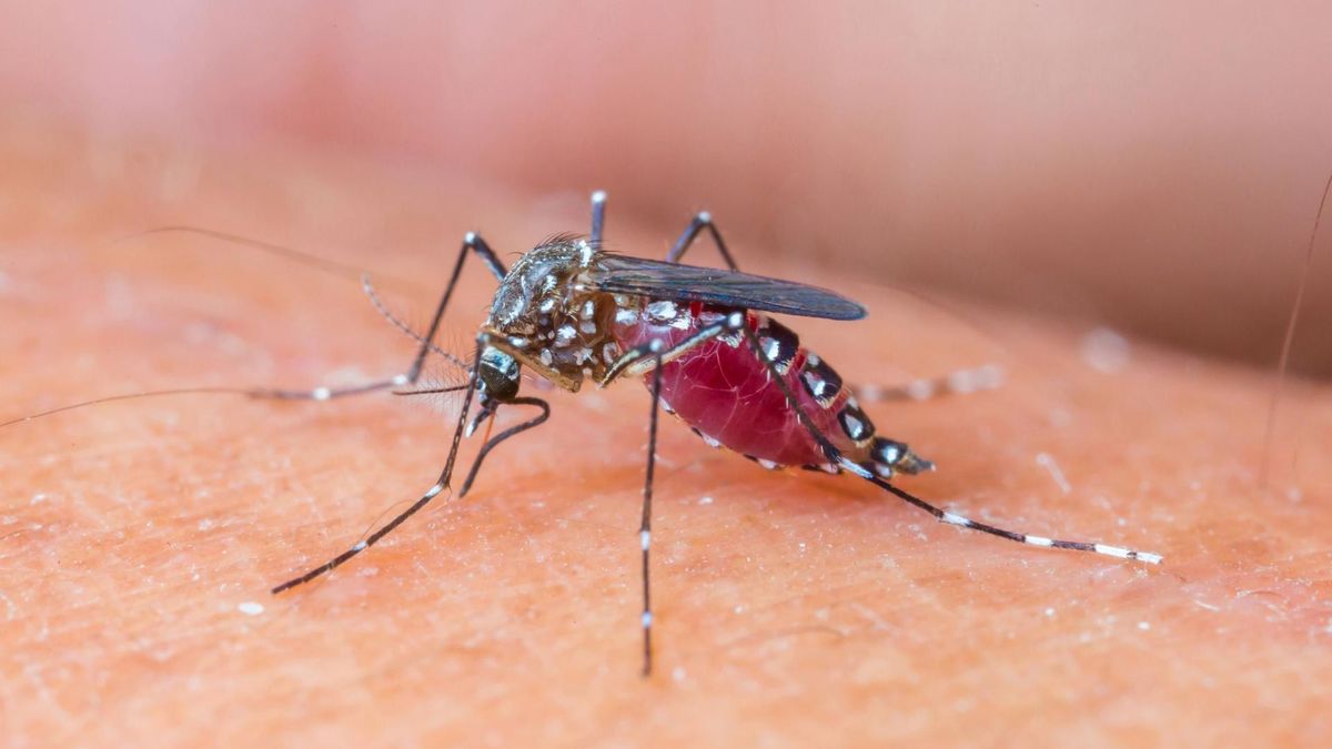 Komary można odstraszyć naturalnymi sposobami. 