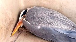 Port Czerniakowski: Straż miejska odłowiła osłabioną czaplę