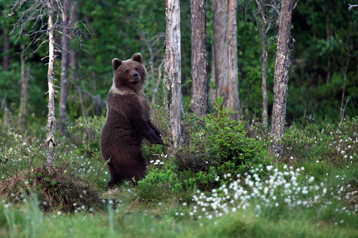 Gdy zauważysz niedźwiedzia w lesie, to oddal się w spokoju