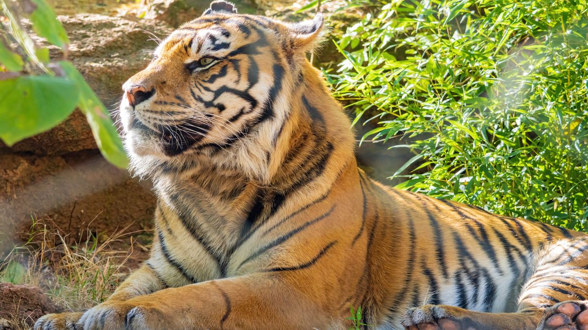 Tygrys nagle zaatakował swojego tresera 