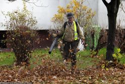 Warszawa zakazuje używania dmuchaw do sprzątania liści. "W końcu! To najgorszy wynalazek"