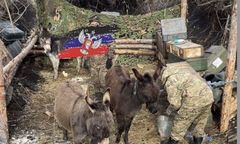 Zmobilizowane osły. Duma potwierdziła wykorzystanie "bojowych" zwierząt