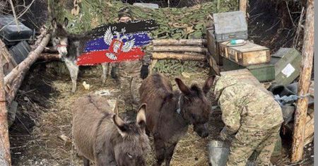 Zmobilizowane osły. Duma potwierdziła wykorzystanie "bojowych" zwierząt
