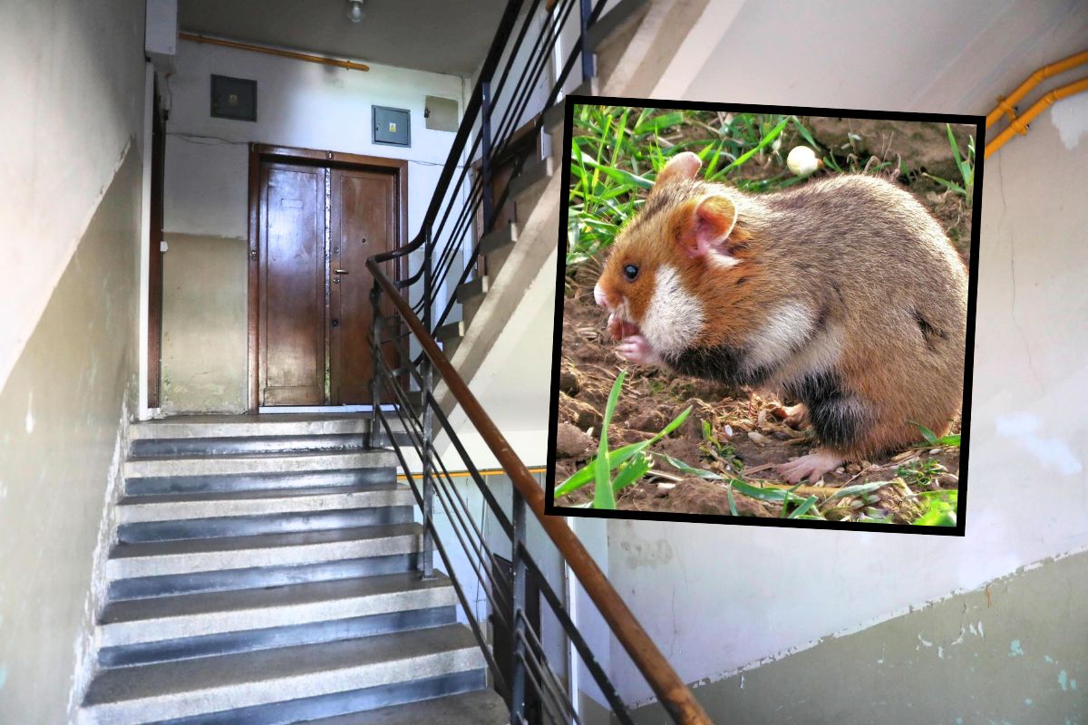 9-letni Witold dodał ogłoszenie na klatce schodowej. Chce bronić chomika