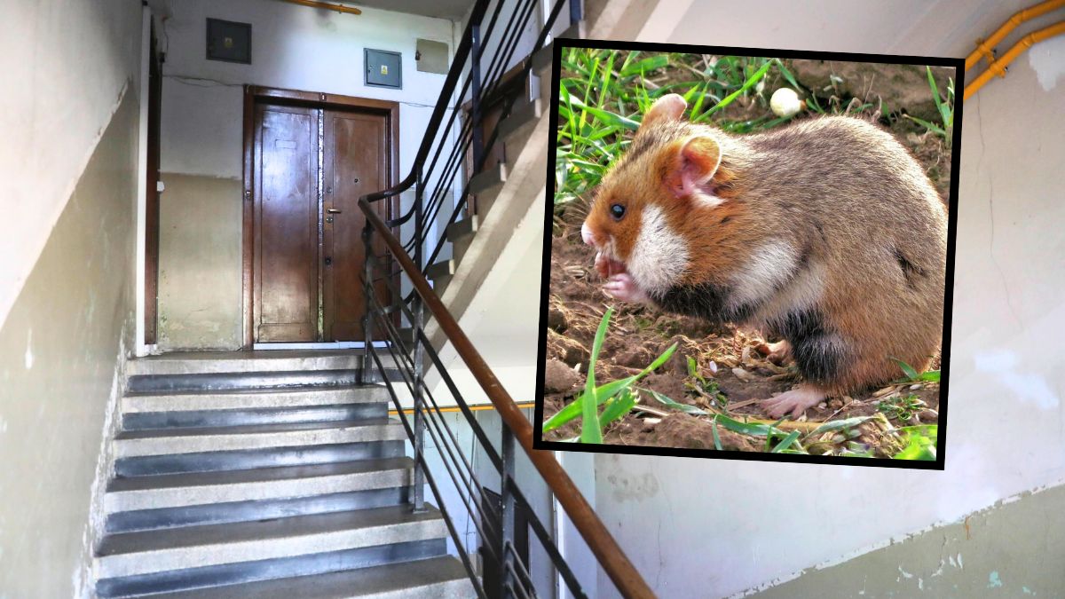 9-latek z Lublina stanął w obronie chomika europejskiego