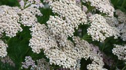 Krwawnik pospolity - chwast o cennych właściwościach. Pomaga na ból stawów i chorą wątrobę