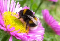 Trzmiele, tak jak ludzie, również lubią się bawić