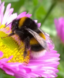 Trzmiele, tak jak ludzie, również lubią się bawić