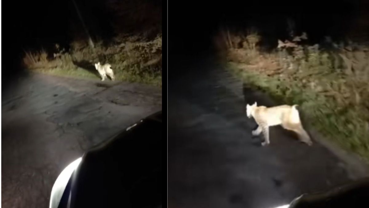 Spotkał rysia na leśnej drodze nocą