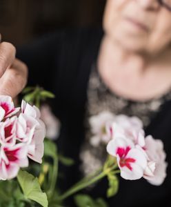 Trik na pelargonie. Wsyp łyżeczkę, a na pewno się odwdzięczą