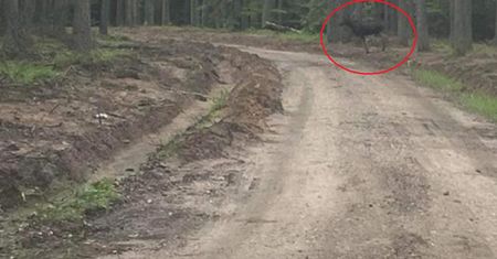 Apelują do grzybiarzy w woj. zachodniopomorskim. "Nie podchodzicie"